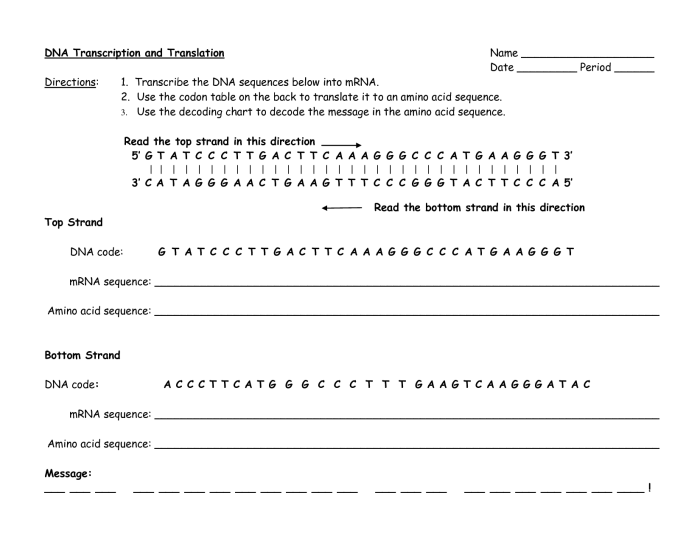 Biology transcription and translation worksheet