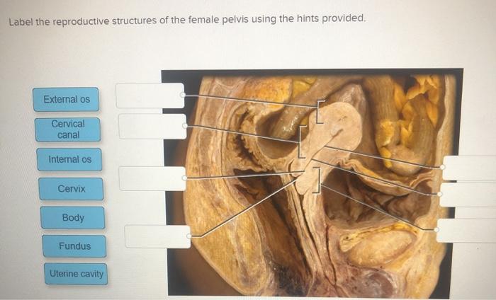 Sagittal section of female reproductive system