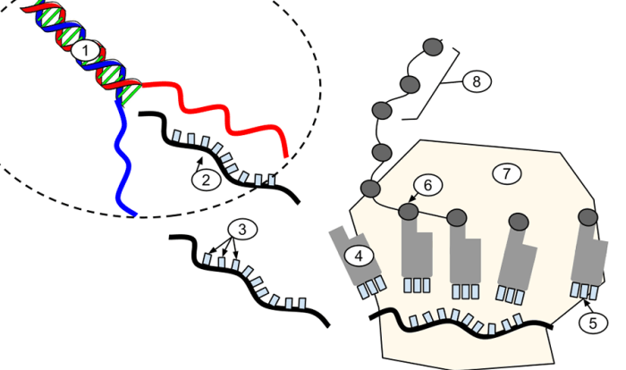 Biology transcription and translation worksheet