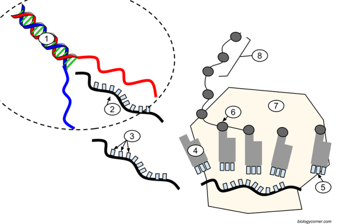 Biology transcription and translation worksheet