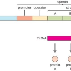 Mutation of consensus sequence in the lac promoter