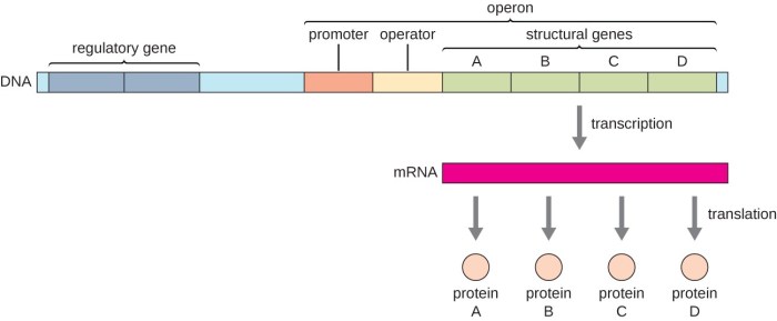 Mutation of consensus sequence in the lac promoter