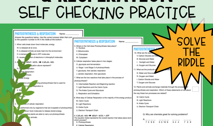 Worksheet on photosynthesis and cellular respiration