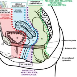 Reproductive labeled humans