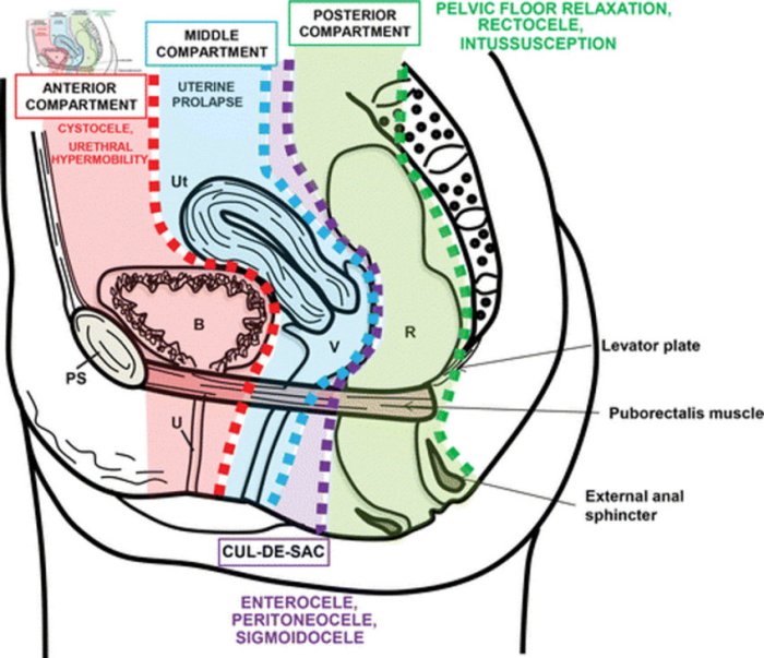 Reproductive labeled humans