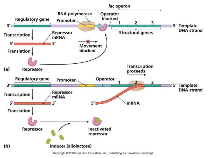 Mutation of consensus sequence in the lac promoter