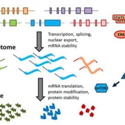 Gene expression translation pogil answers pdf