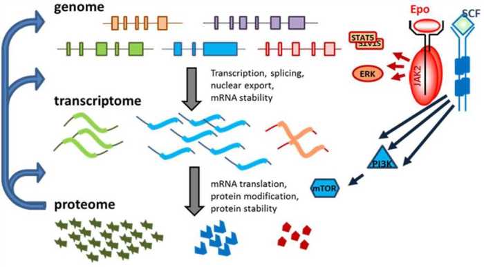 Gene expression translation pogil answers pdf