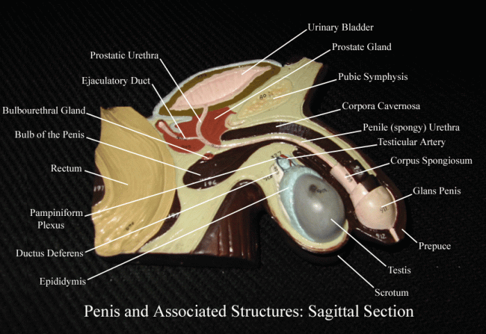 Sagittal section of female reproductive system