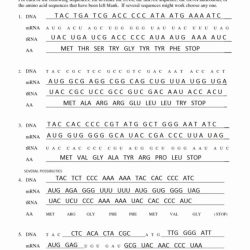 Transcription and translation practice worksheet answer key