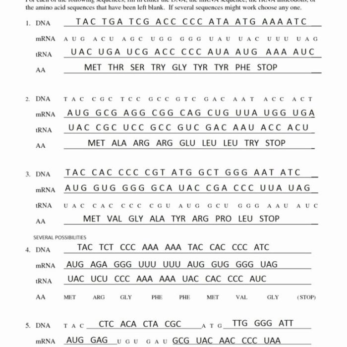 Transcription and translation practice worksheet answer key