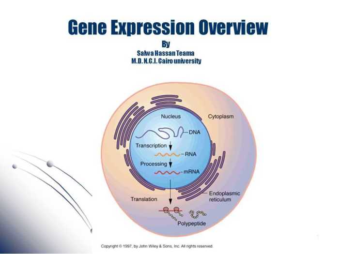 Gene expression translation pogil answers pdf