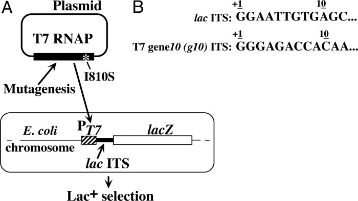 Promoter dna structure